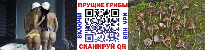 Псилоцибиновые грибы прущие грибы  где найти   Людиново 